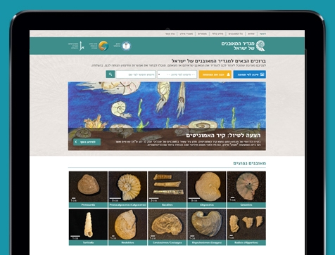 עיצוב בנייה ופיתוח אתר